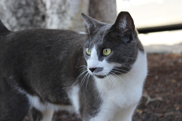 Grey Cat in La Gomera Island