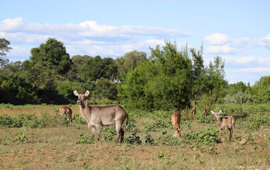 Schwarzfersenantilope / Impala / Aepyceros melampus