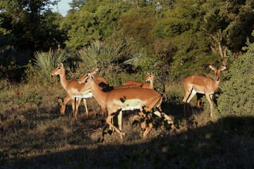 Schwarzfersenantilope / Impala / Aepyceros melampus.