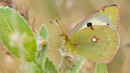wildlife photos. photos of butterflies in natural areas.