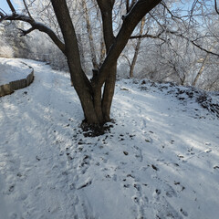 winter landscape. road in snow. tall trees in frost. natural winter landscape. forest in snow. ice...