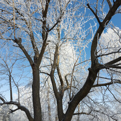 winter landscape. road in snow. tall trees in frost. natural winter landscape. forest in snow. ice on branches. snow and sun. walk in winter forest. sport in nature. seasons. symbol of time.