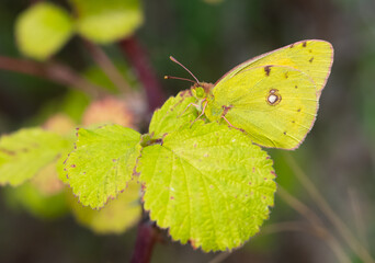 wildlife photos. photos of butterflies in natural areas.