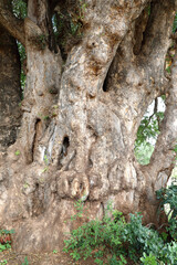 Afrikanischer Busch - Krüger Park - Baum / African Bush  - Kruger Park - Tree /
