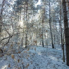 winter landscape. road in snow. tall trees in frost. natural winter landscape. forest in snow. ice on branches. snow and sun. walk in winter forest. sport in nature. seasons. symbol of time.