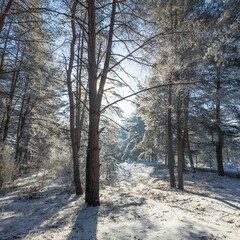 winter landscape. road in snow. tall trees in frost. natural winter landscape. forest in snow. ice on branches. snow and sun. walk in winter forest. sport in nature. seasons. symbol of time.
