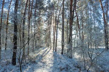 winter landscape. road in snow. tall trees in frost. natural winter landscape. forest in snow. ice...