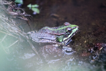 Frosch