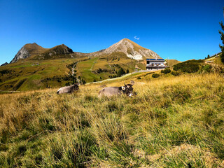 Berglandschaft in &Ouml;sterreich mit K&uuml;hen, Meran 2000