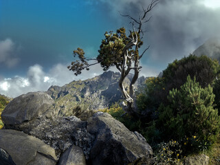 Verwachsene Baumformation in Madeiras Berglandschaft