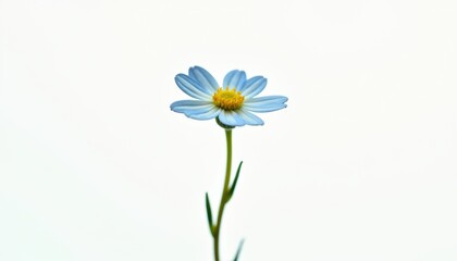 Obraz premium Single forget-me-not flower with long stem on white background.