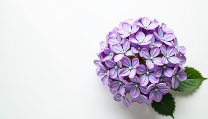 Obraz premium Top-view of lilac hydrangea on white background with space for text.