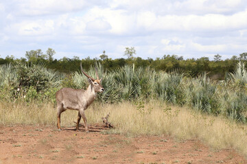 Fototapeta premium Wasserbock / Waterbuck / Kobus ellipsiprymnus