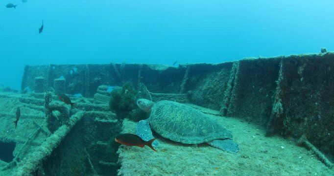 Green Turtle Exploring the Fang Ming Shipwreck in Baja California Sur