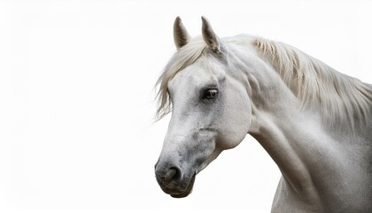 Fototapeta premium 優雅で力強い姿の白い馬のカットアウト