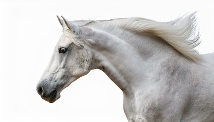 Obraz premium 優雅で力強い姿の白い馬のカットアウト