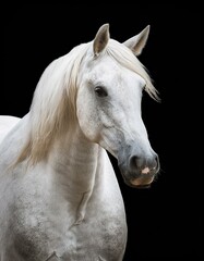 Obraz premium 優雅で力強い姿の白い馬のカットアウト