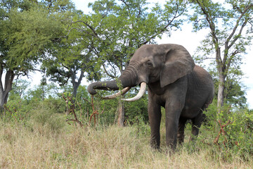 Obraz premium Afrikanischer Elefant / African elephant / Loxodonta africana