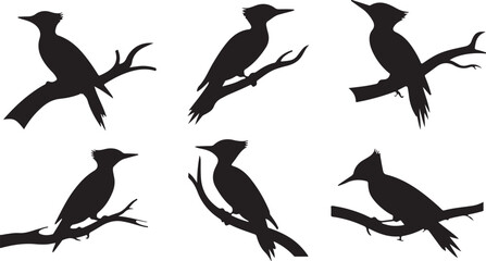 Obraz premium Woodpecker silhouettes
