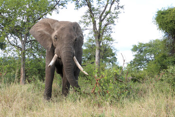 Afrikanischer Elefant / African elephant / Loxodonta africana