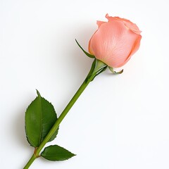 Fototapeta premium Single Delicate Peach Rose with Green Leaves Resting on a White Surface