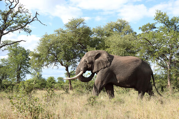 Fototapeta premium Afrikanischer Elefant / African elephant / Loxodonta africana