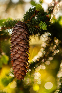 Single brown pine cone on tree
