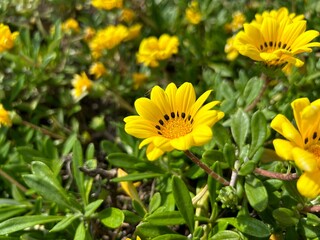 花壇に咲くガザニア