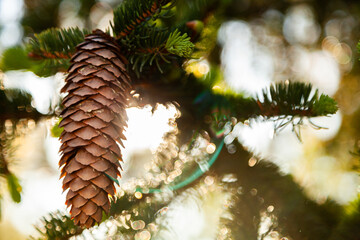 Pine cone on green tree with sun flare and bokeh light