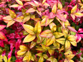 色鮮やかなオタフクナンテン