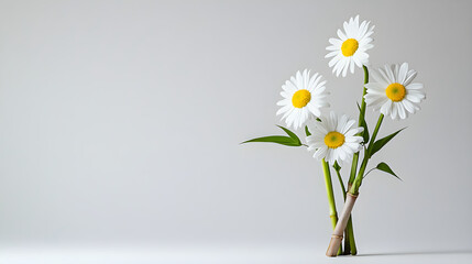 A simple Ikebana featuring daisies and a single bamboo stalk