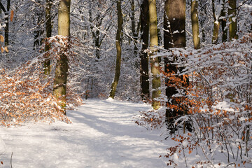 Beeindruckende Schneelandschaft im Laubwald