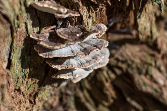 Extreme close up of turkey tail fungi growing out of old decaying tree trunk