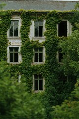 Ivy climbs abandoned building in outdoor, overgrown setting. Architecture use