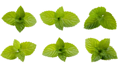 Six sprigs of fresh mint leaves isolated on clear png background