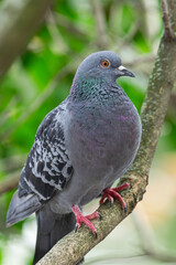 common pigeon, (Columba livia), perched on a branch with vegetation in the background