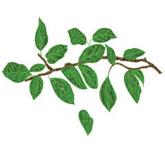 Branch of pears  low-polygon on white  background watercolor vitage vector  illustration editable hand draw