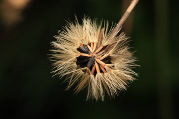 dandelion seeds are thrown in the wind	