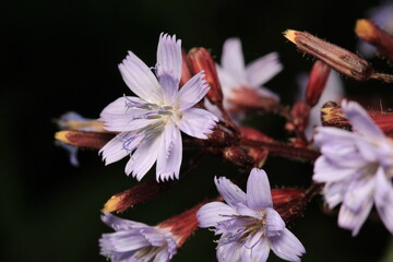 natural cichorium intybus flower macro photo