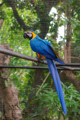 Majestic blue and gold macaw perched in aviary. Exotic bird beauty macaw in profile. Brilliant plumage tropical avian portrait