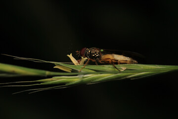 macro photo of housefly facing back	