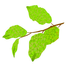Branch  pear low-polygon on white  background  vitage vector  illustration editable hand draw