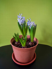 Close-Up of Purple Hyacinth Flowers Against a Vibrant Green Background