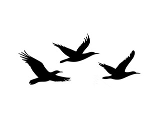 Obraz premium silhouette of three flying bird on isolated white background