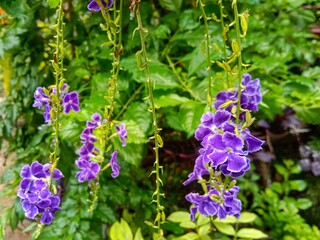 Sinyo nakal (Duranta erecta L.) is a type of ornamental shrub that people usually plant as a hedge or garden component.