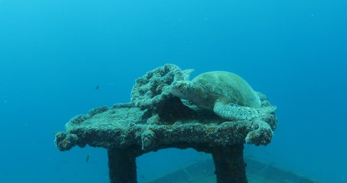 Green Turtle Exploring the Fang Ming Shipwreck in Baja California Sur