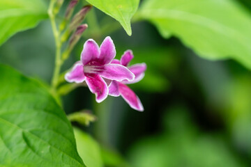 Vibrant Pink and White Wildflower Bloom with Green Leaf Backdrop, Close-Up