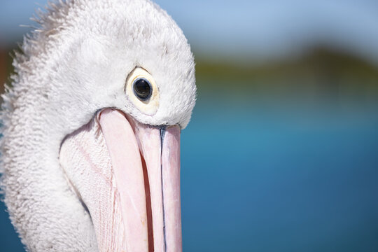 Pelican relaxing at marina by the seaside close up