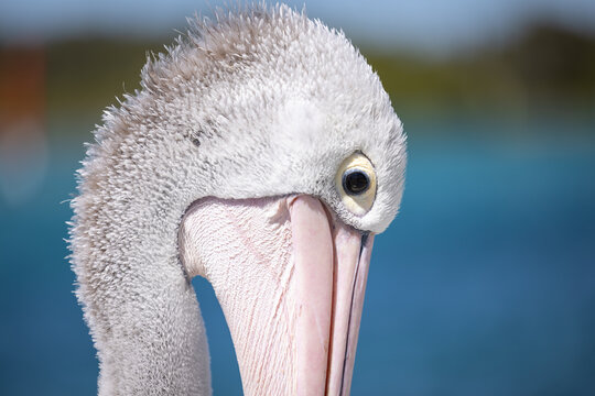 Pelican relaxing at marina by the seaside close up