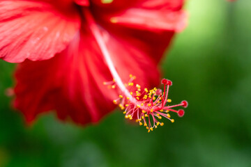 Vibrant Red Hibiscus Flower Close-Up: Detailed Stigma and Petals